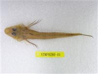 藏品(郎氏針鯒)的圖片